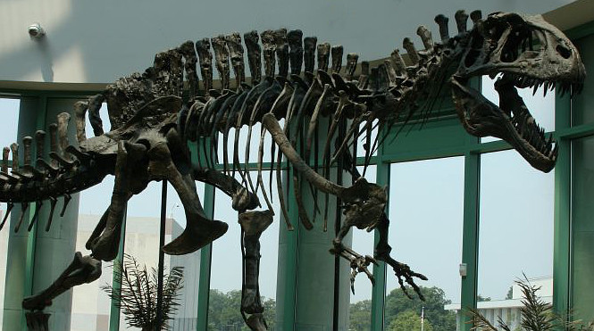 szkielet dinozaura akrokantozaura