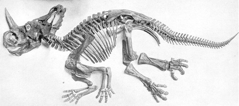 centrozaur - szkielet dinozaura