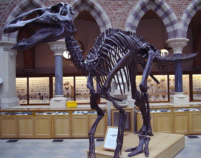 szkielet edmontozaura
