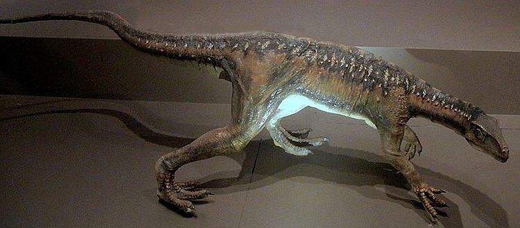 eoraptor - rekonstrukcja wyglądu