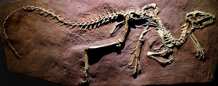 Heterodontozaur skamieniałość