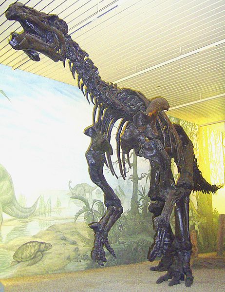 szkielet Iguanodona