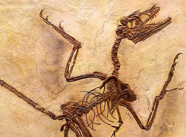 microraptor - skamieniałości