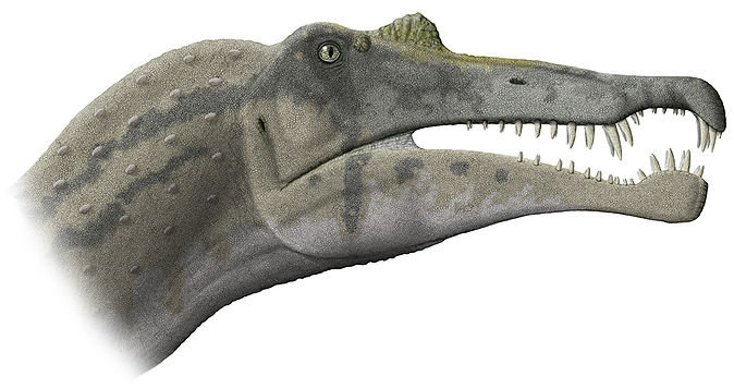 spinozaur głowa