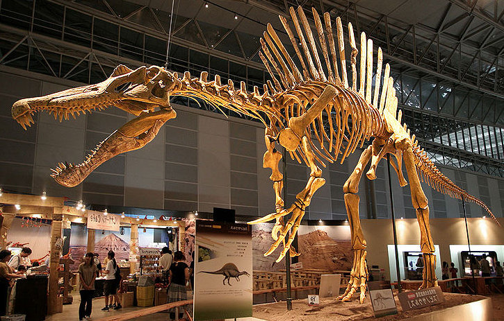 spinozaur szkielet