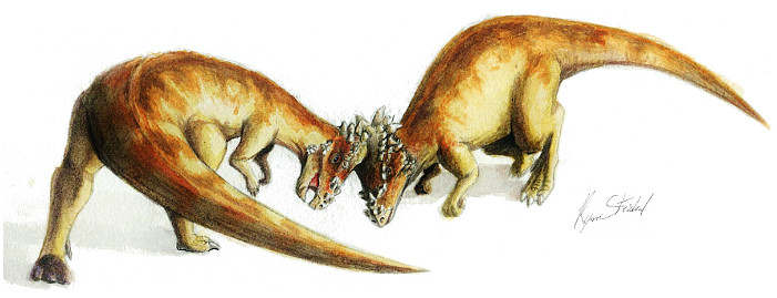 Stygimoloch - walka dinozaurów