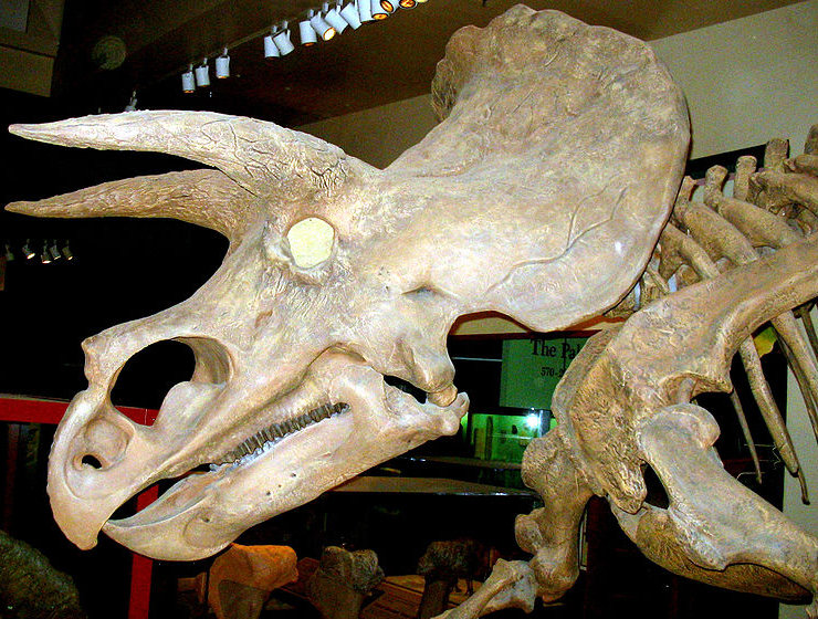 szkielet triceratopsa