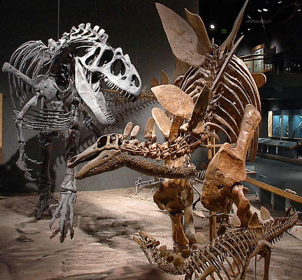 szkielety dinozaurów