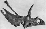 czaszka pentaceratopsa