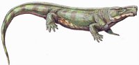 kotylozaur 3